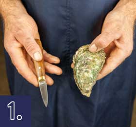 Locate the muscle around 2/3 to 1/3 along on the right side of the oyster.