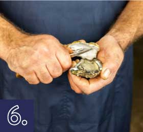 Opening the oyster from the side, step 4