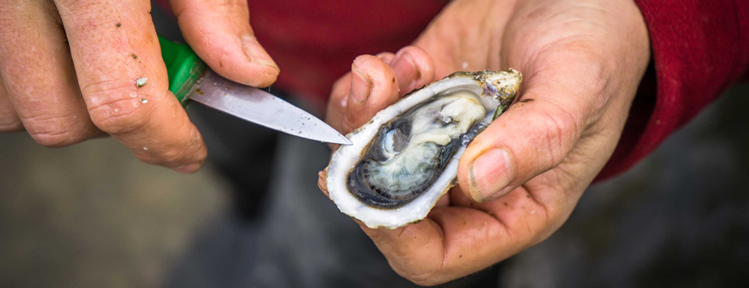 Acheter, conserver et ouvrir les huîtres du Bassin d'Arcachon Cap Ferret