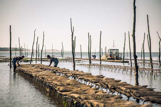 Criaderos de ostras de la bahía de Arcachón
