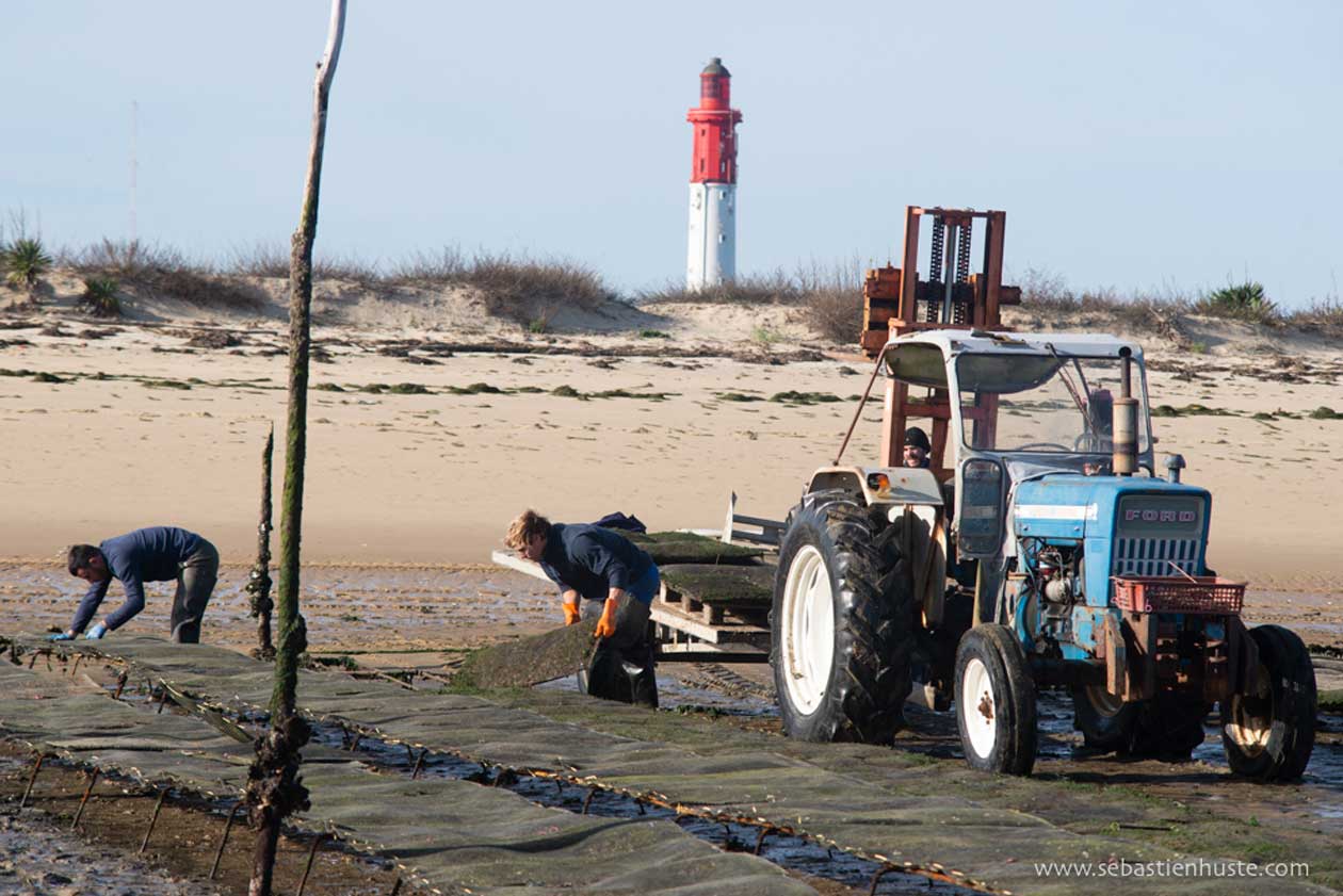Work carried out on the oyster farms at Cap Ferret.
